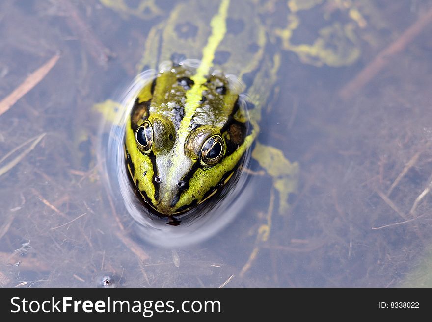 Frog sitting in water only head outside the water