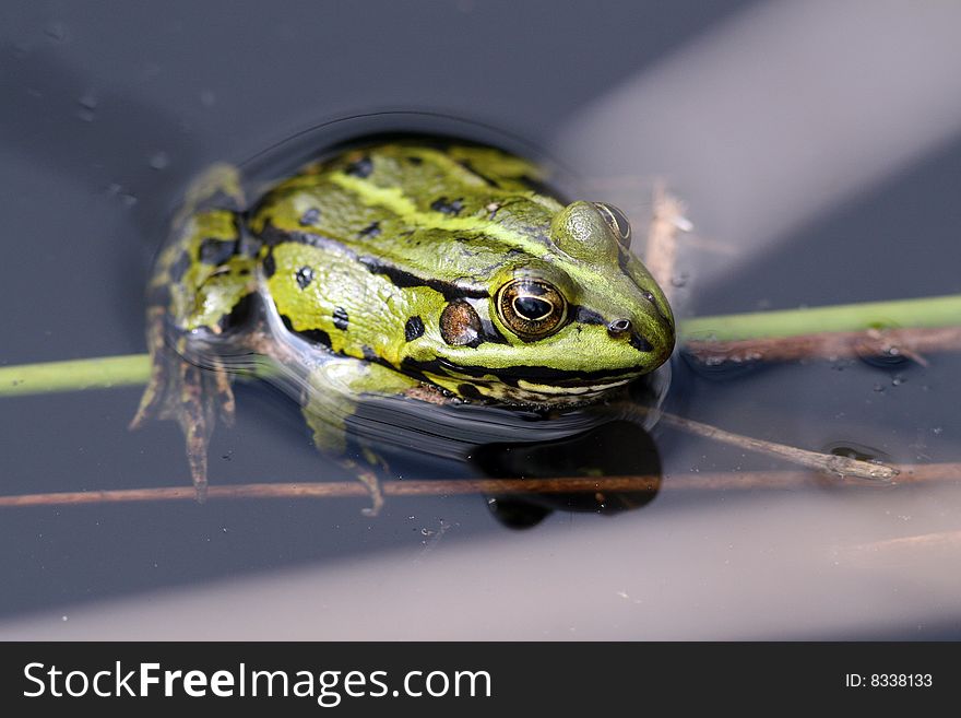 Frog sitting in shallow water