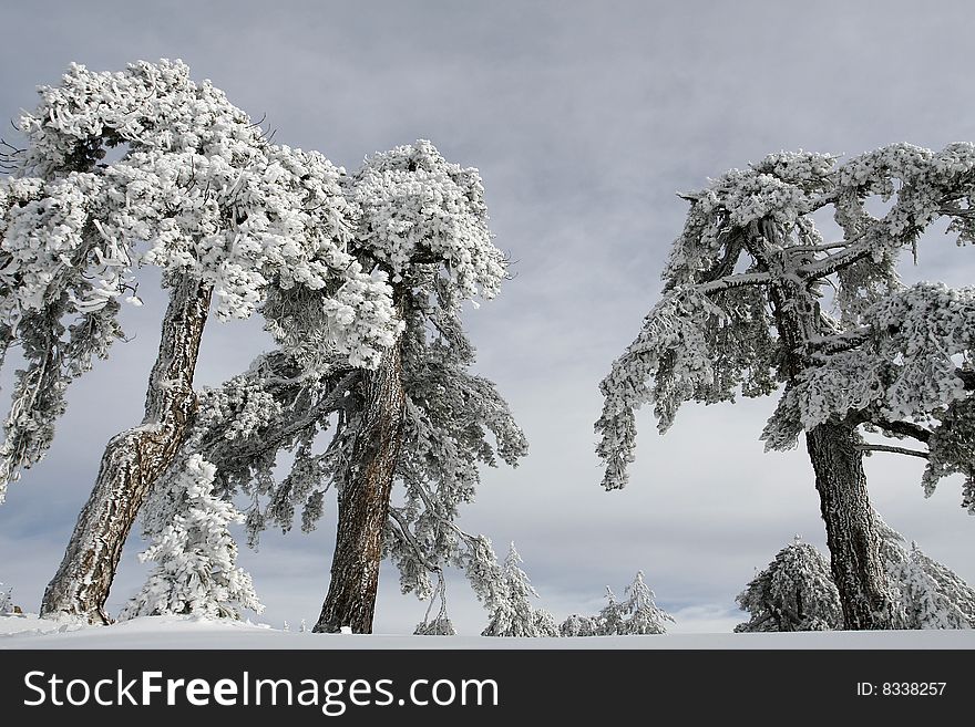 A snow landscape at troodos mountain in Cyprus. A snow landscape at troodos mountain in Cyprus