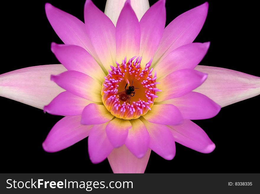 A lotus flower with a bee