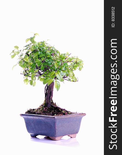 Bonsai tree isolated on a white background