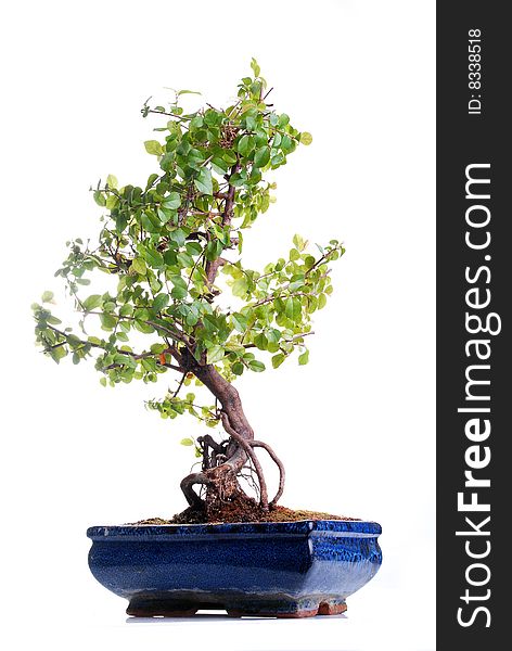 Bonsai tree isolated on a white background