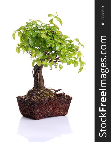 Bonsai tree isolated on a white background