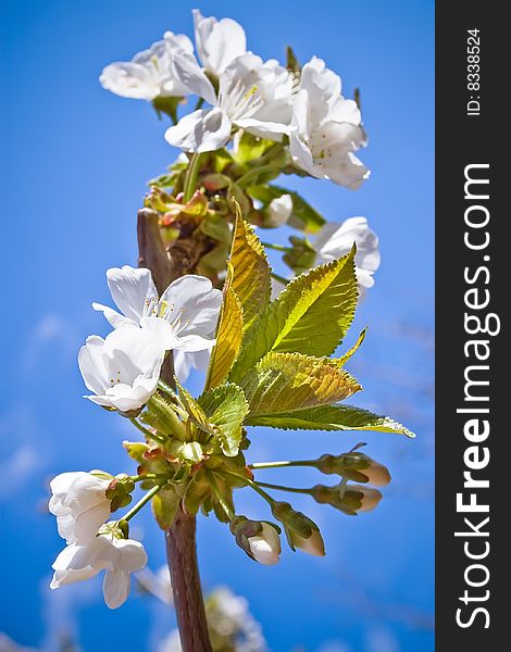 Close up shot of white cherry blossoms with blue sky