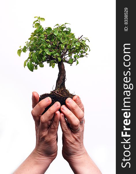 Hands holding a Bonsai tree isolated on a white background