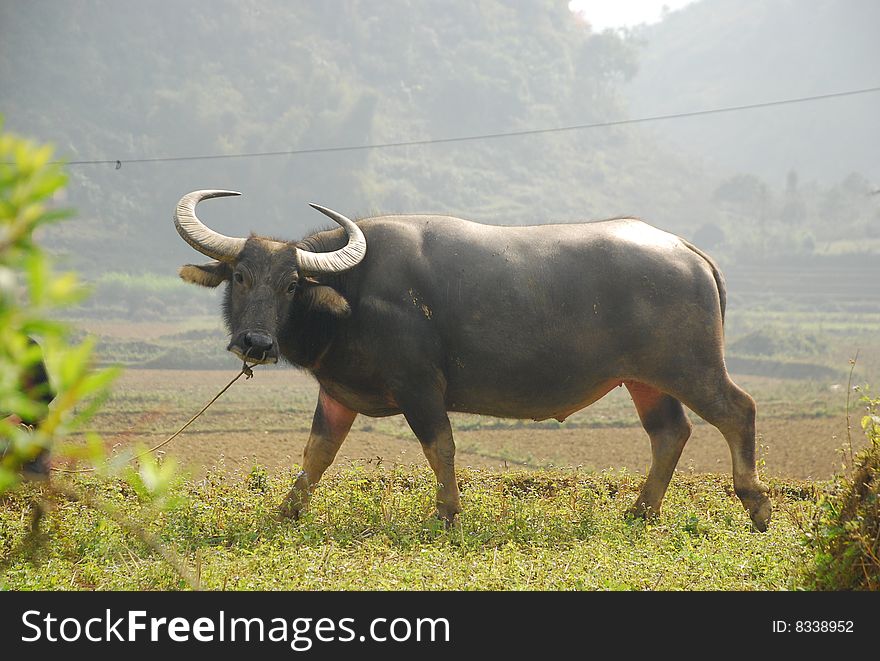 Asian Buffalo in the green farm in Vietnam. Asian Buffalo in the green farm in Vietnam