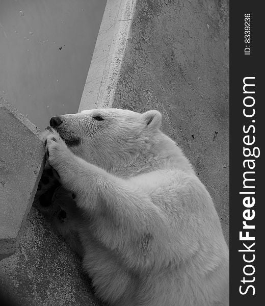 A suggestive monochrome of a polar bear
