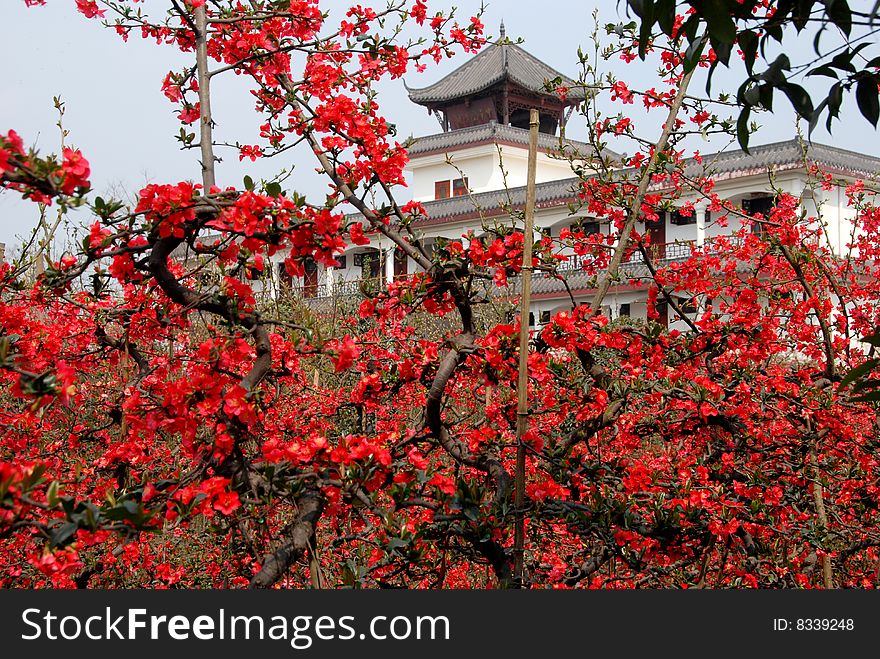 In the spring thousands of flowering Quince trees burst into bloom in Nongke Village, a small town in Sichuan Province, China, bringing tourists by the car and busloads to see this beautiful spectacle - Lee Snider Photo. In the spring thousands of flowering Quince trees burst into bloom in Nongke Village, a small town in Sichuan Province, China, bringing tourists by the car and busloads to see this beautiful spectacle - Lee Snider Photo.