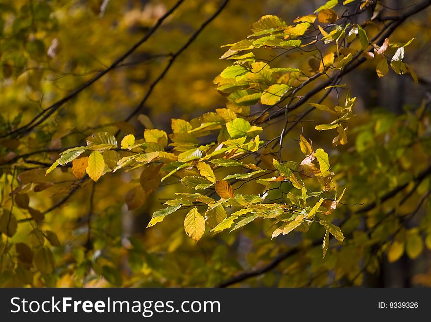 Yellow leaves on an autumn branch