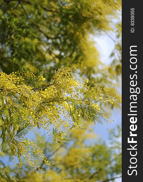 Blossom mimosa tree branches over blue sky background in spring time; focus on front branch