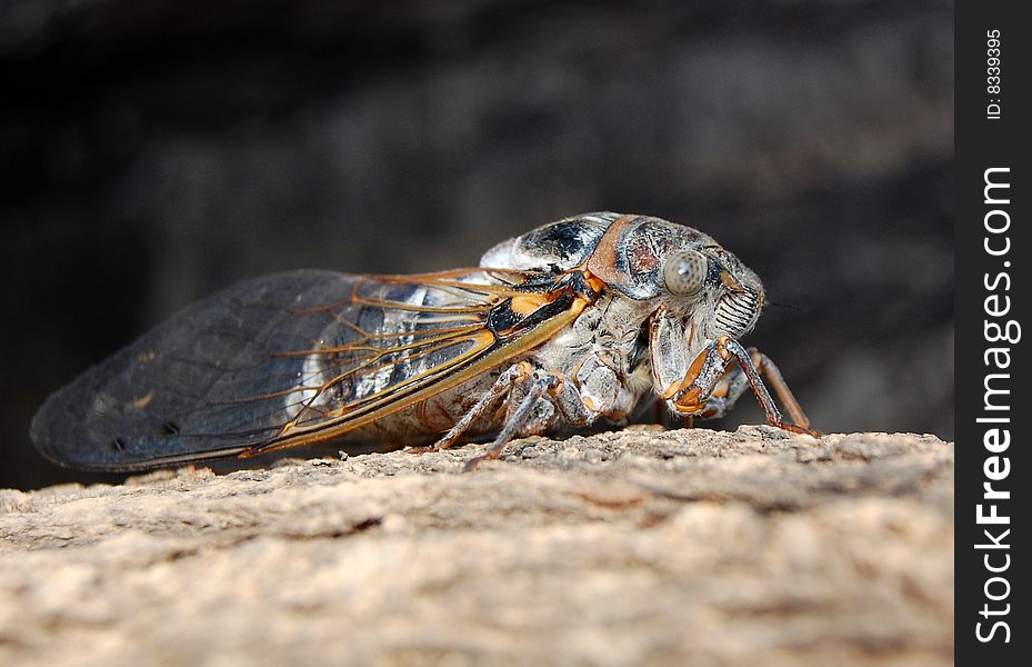Close-up view of a noisy cicada with orange-framed transparent wings, four legs rests on tree bark. Facial features and gray eyeball with dots visible. Close-up view of a noisy cicada with orange-framed transparent wings, four legs rests on tree bark. Facial features and gray eyeball with dots visible.
