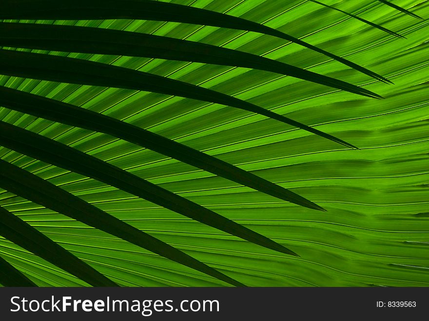 Abstract palm leafs in contrast with the background