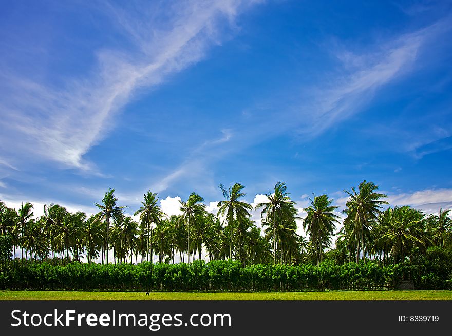 Bali blue clouds coconat green indonesia palm paradise sky trees. Bali blue clouds coconat green indonesia palm paradise sky trees