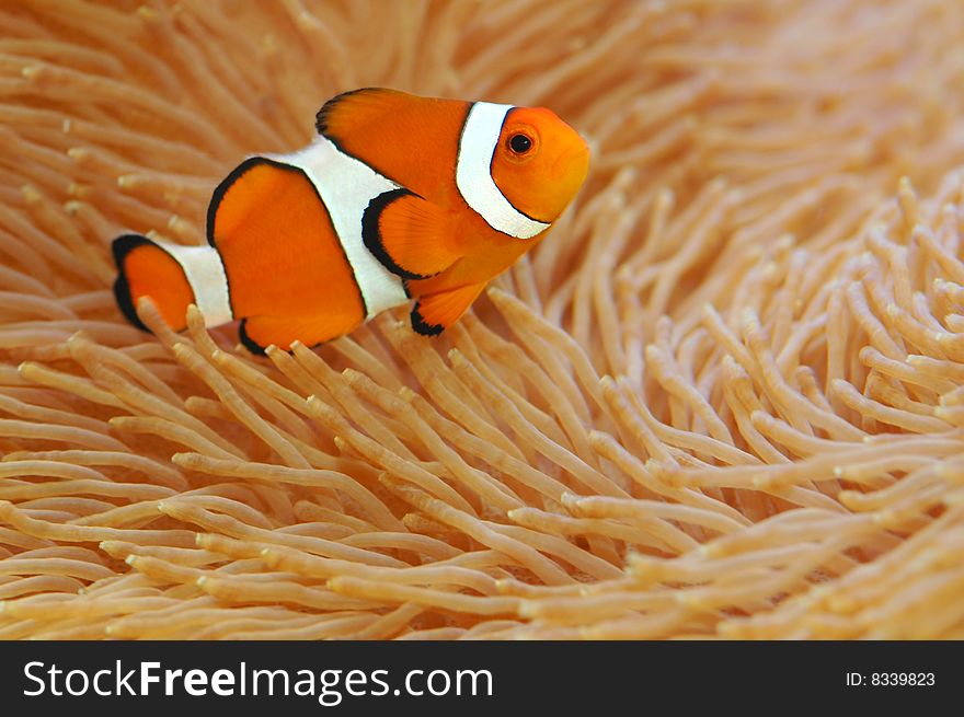 An orange anemoonfish in a anemoon. An orange anemoonfish in a anemoon