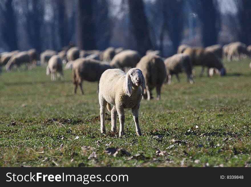 Sheep in the countryside in early winter time