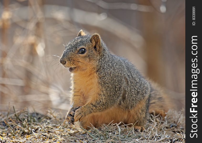 Fox squirrel (sciurus niger) sitting on the ground