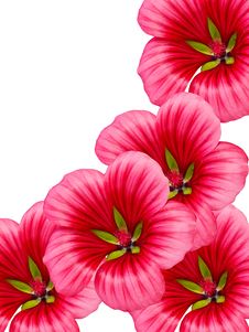 Flowers With Red Petals Royalty Free Stock Photography Flowers With Red Petals Royalty Free Stock Photography