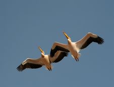 Pelicans In Flight Stock Image