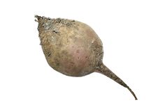 Studio Shot Of Beet. Stock Images Studio Shot Of Beet. Stock Images