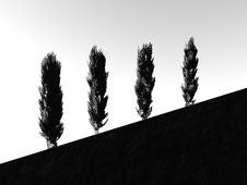 Trees On A Slope Royalty Free Stock Photography Trees On A Slope Royalty Free Stock Photography