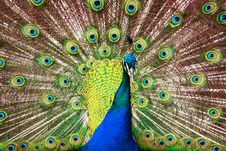A Proud Peacock Flashes It Away Stock Photography A Proud Peacock Flashes It Away Stock Photography