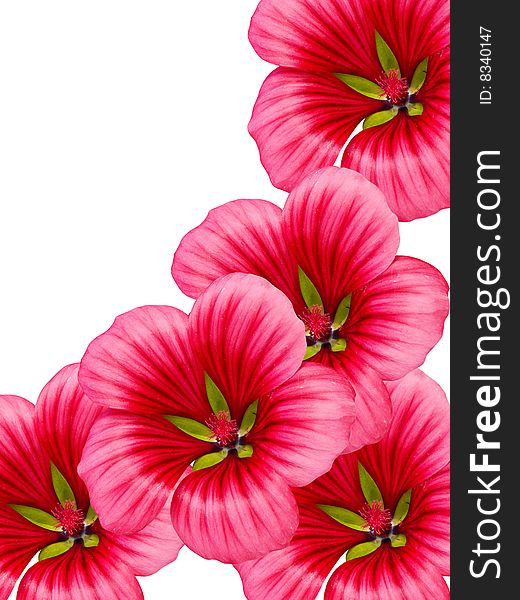Bright summer flowers with large red petals. Bright summer flowers with large red petals