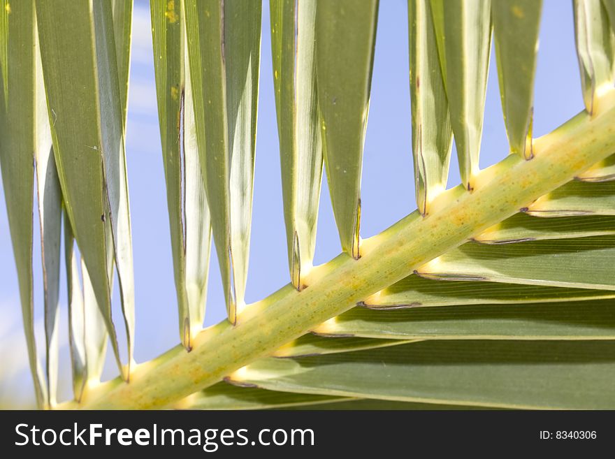 Detail tropical palm tree leaf