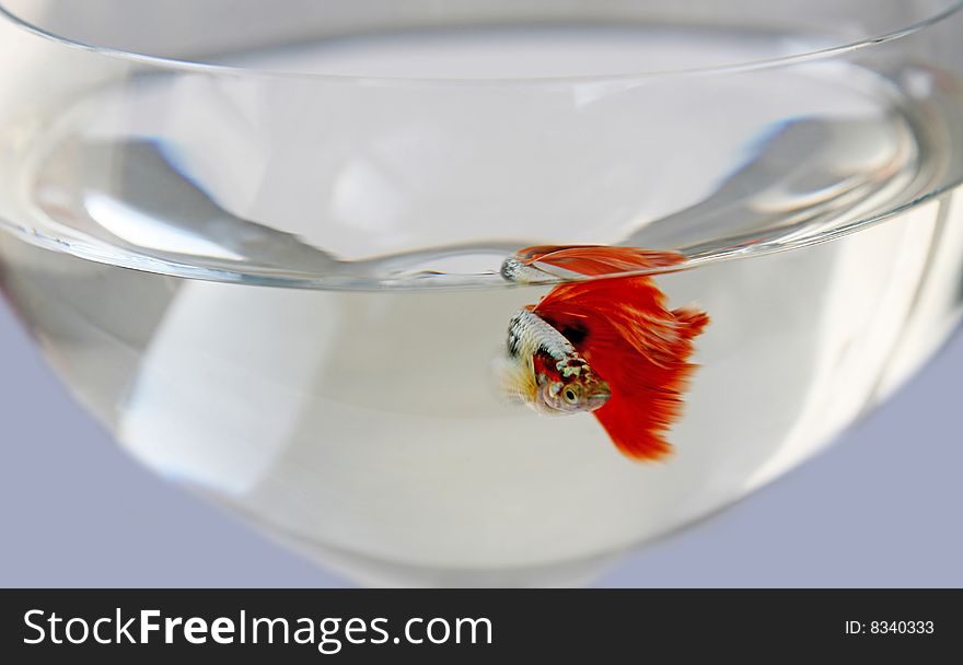 Aquarium fish with a red tail in glass