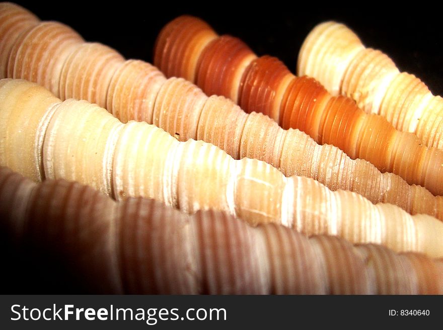 A selection of spiral gastropod, turritella sea shells in various shades of brown. A selection of spiral gastropod, turritella sea shells in various shades of brown.