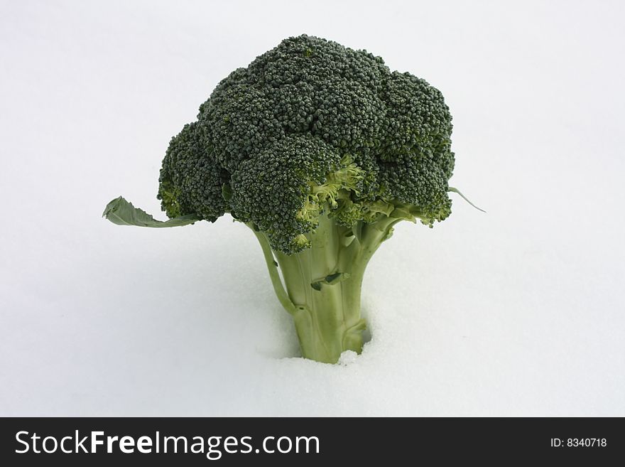 Bunch of broccoli, with its tiny florets and leaves standing in some snow. Bunch of broccoli, with its tiny florets and leaves standing in some snow..