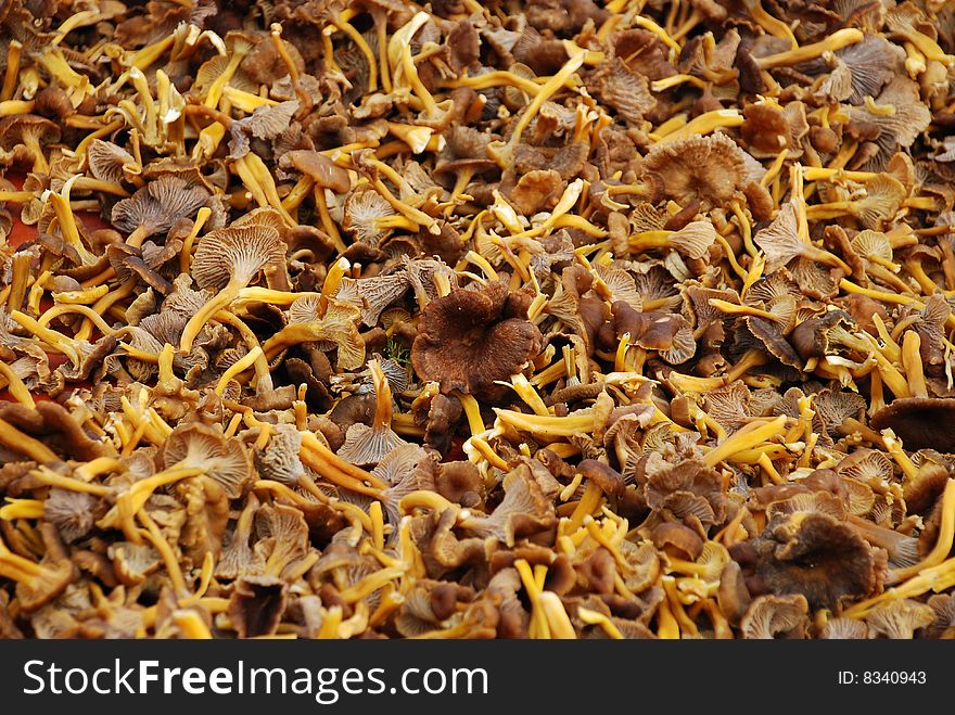 Big amount of Golden chanterelle