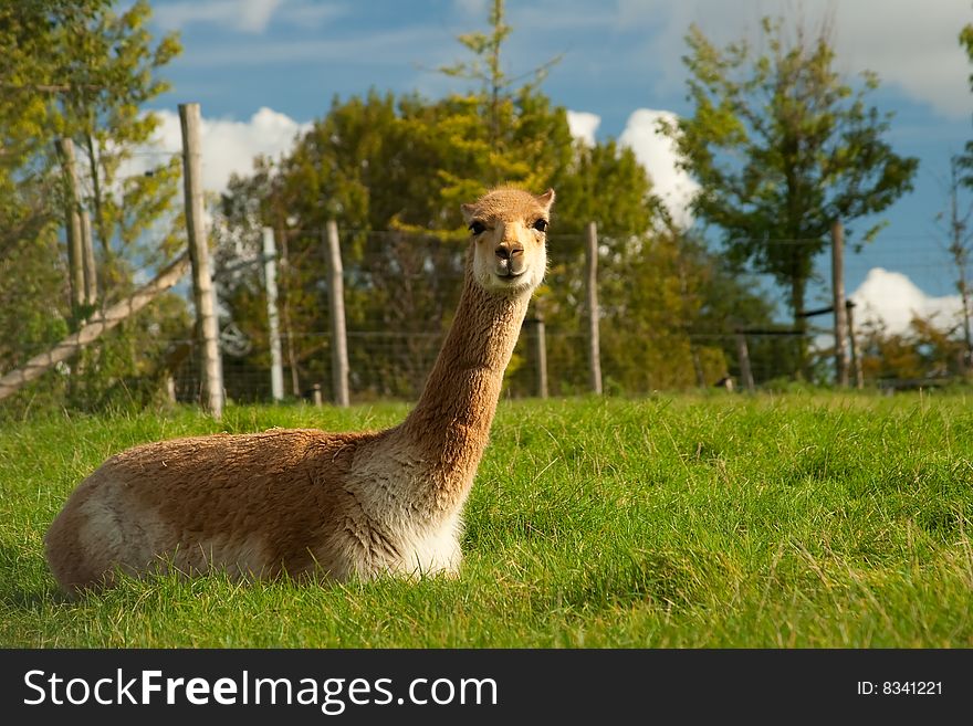A vicuna is sitting on a grass in a zoo.