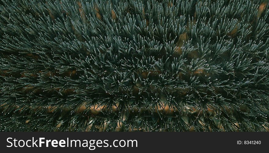 Surface Of Scrubbing Brush Polyester Bristles.