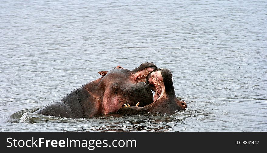 Two hippos fighting for a mate in mating season. Two hippos fighting for a mate in mating season