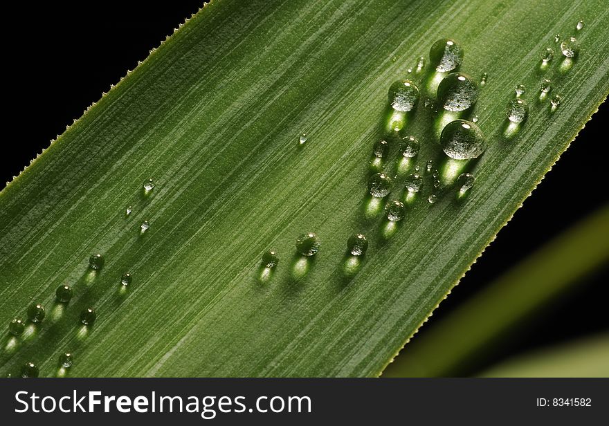 Drops On The Green Leaf