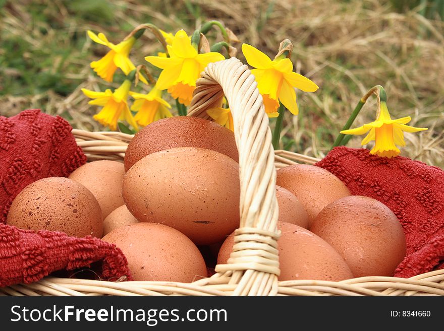 Free range eggs in basket, outdoors with yellow daffodils. Free range eggs in basket, outdoors with yellow daffodils
