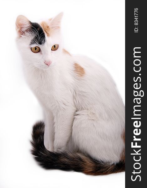 Cute cat on white background. Cute cat on white background.