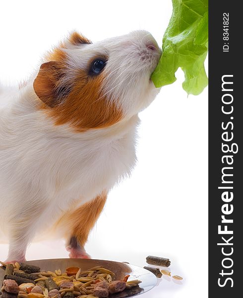 Guinea pig on a white background