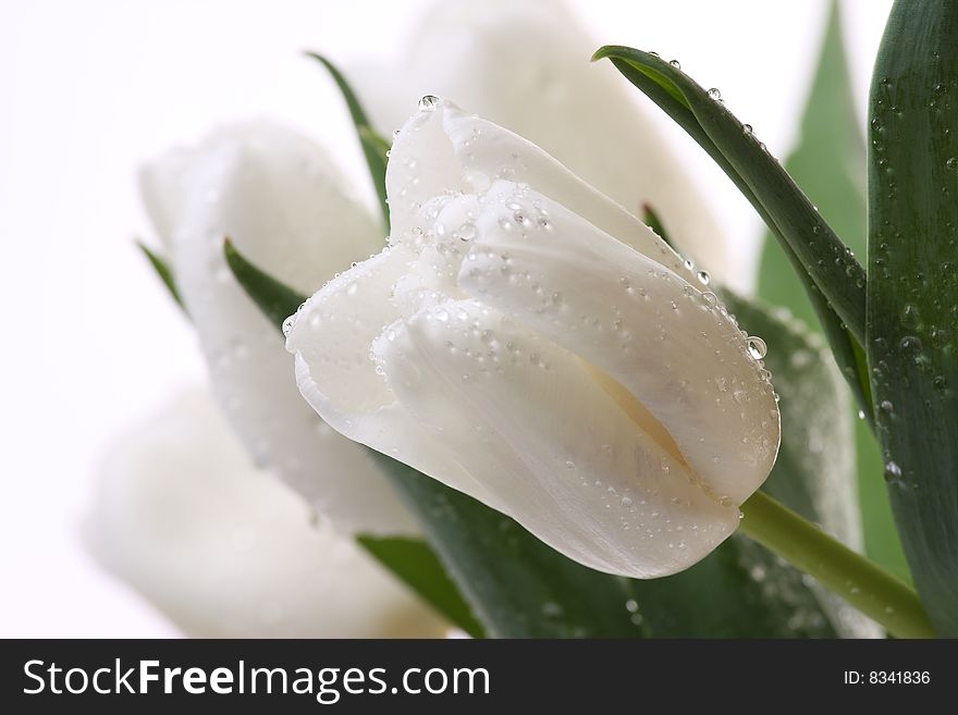 White tulips and green leaves on a light background. White tulips and green leaves on a light background.