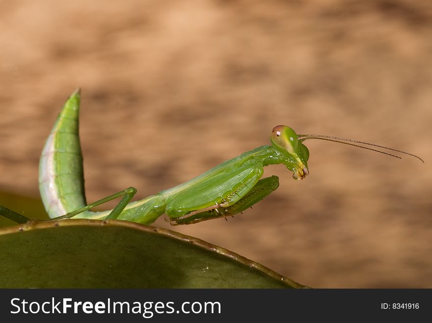 Mantis I captured in winter season