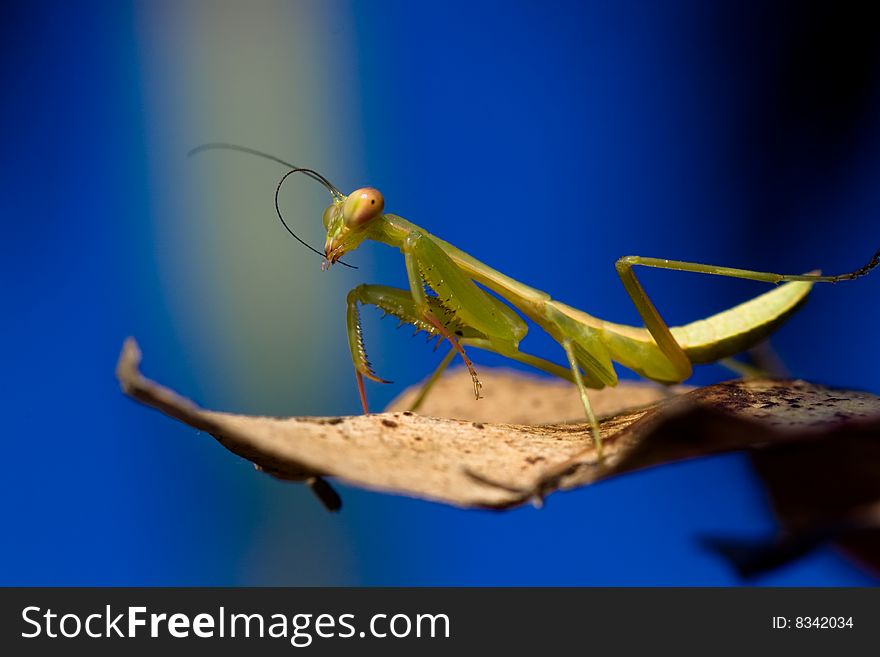 Mantis I captured in winter season