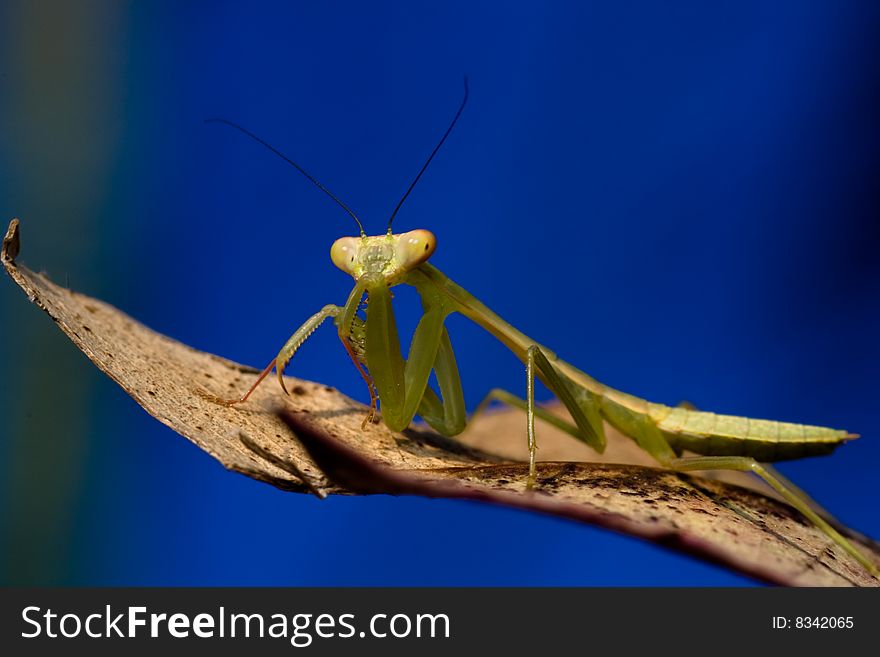 Mantis I captured in winter season