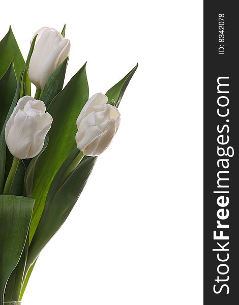 White tulips and green leaves on a light background. White tulips and green leaves on a light background.