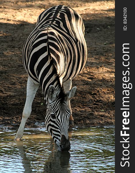 Adult Zebra drinking at a small water hole in the Mkuzi Game Reserve, South Africa