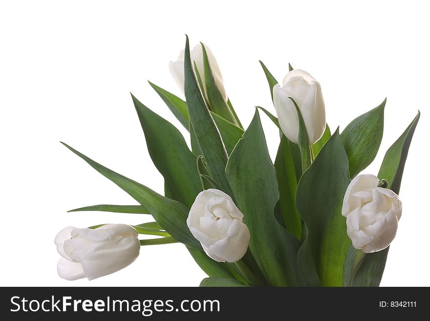 White tulips and green leaves on a light background. White tulips and green leaves on a light background.
