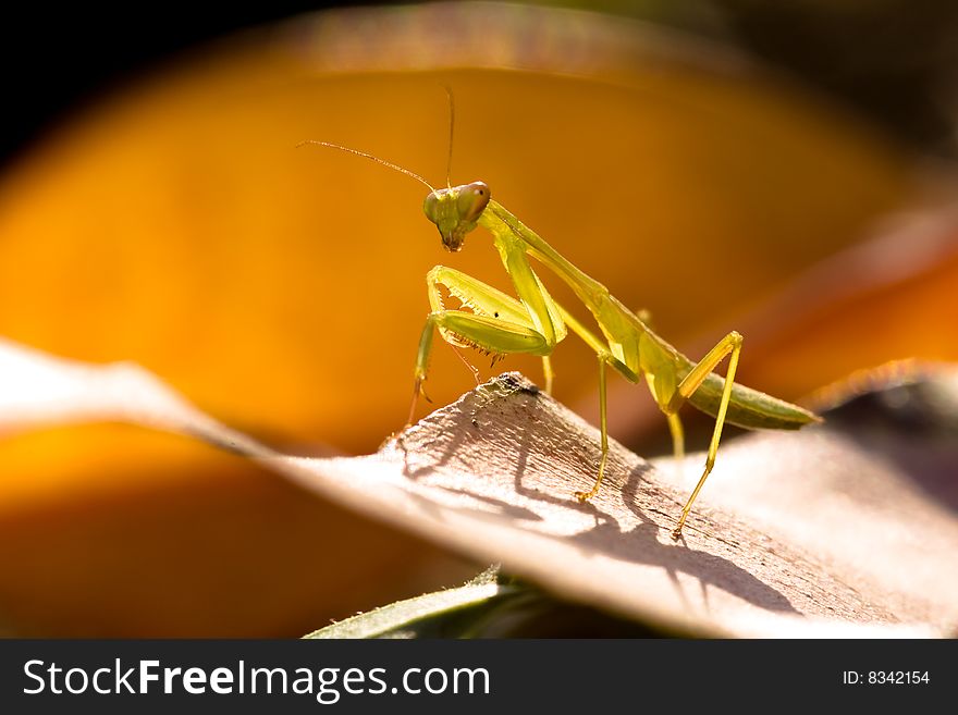 Mantis I captured in winter season