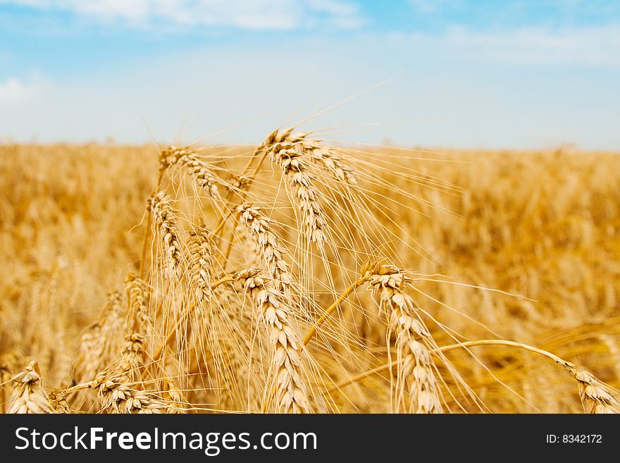 Golden wheat field and several spikes shot closeup. Golden wheat field and several spikes shot closeup