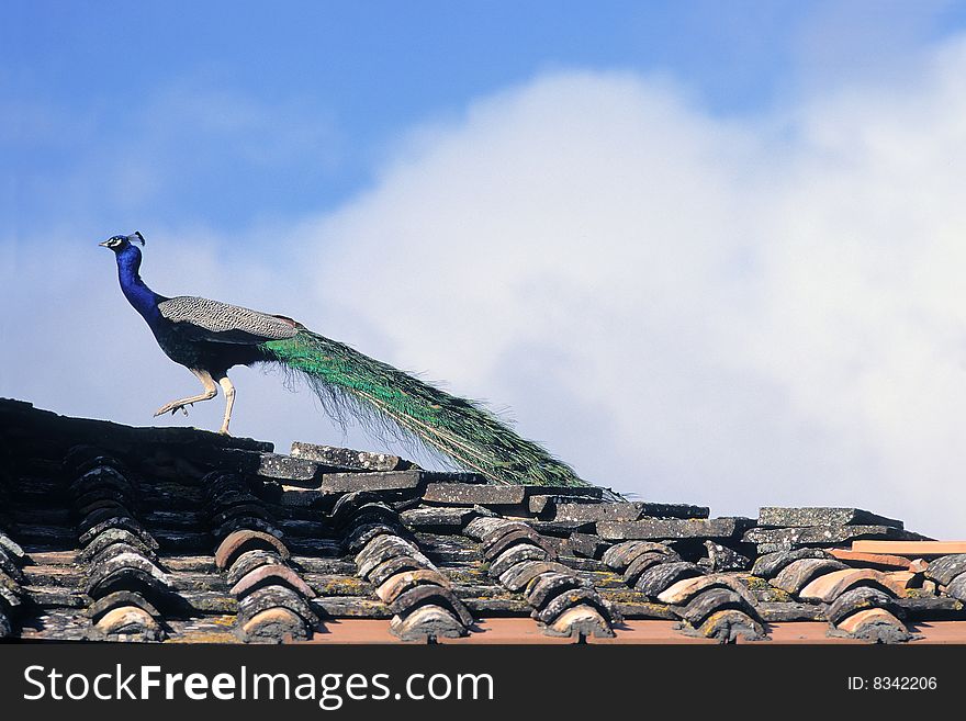 A peafowl walking on the roof