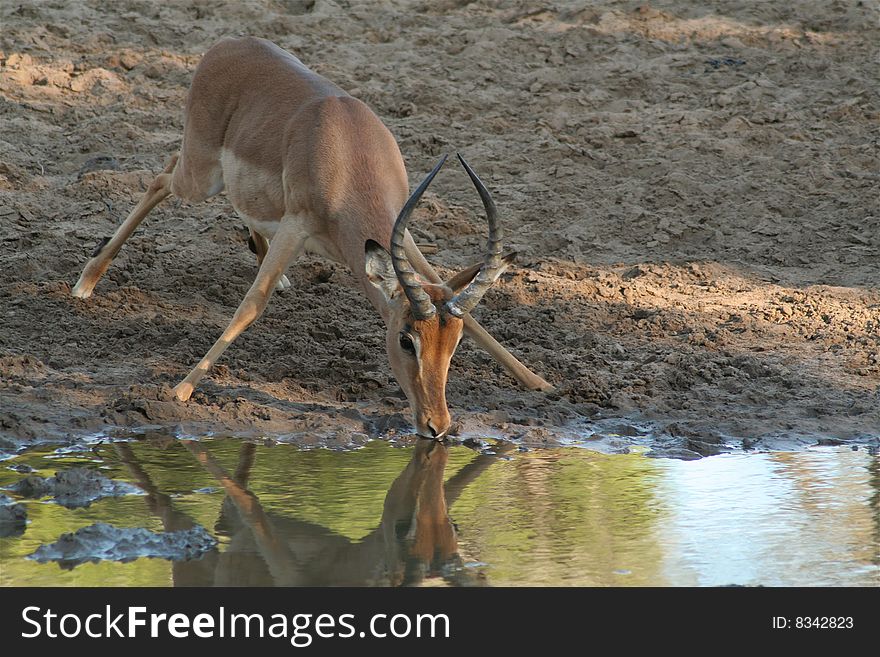 Adult male impala drinking in a South African Game Reserve. Adult male impala drinking in a South African Game Reserve