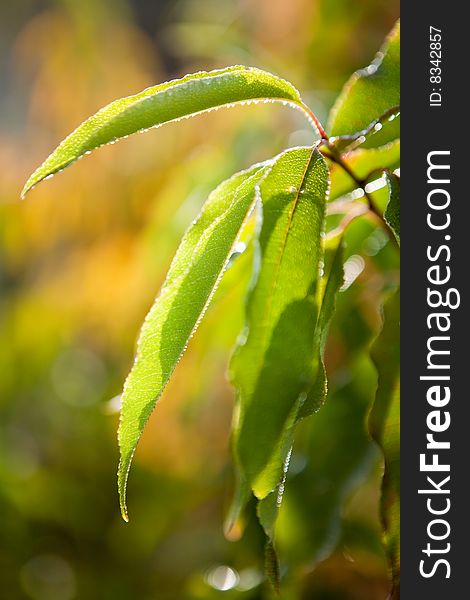 Green leaf in autumn in poland